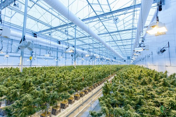 What are the necessary steps for setting up a UK-based cannabis cultivation business for medicinal purposes and complying with relevant regulations?